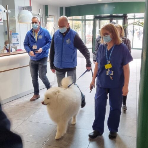 Furry friends bring smiles and joy to patients at local hospital